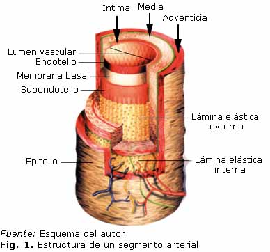 isotrópico-y-anisotrópico-español - IMA