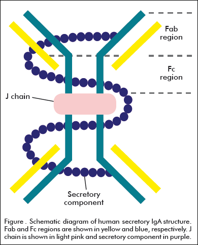 Widespread vertical transmission of secretory immunoglobulin A