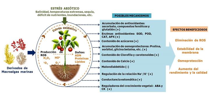 Extractos bioactivos de algas marinas como bioestimulantes del