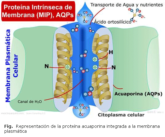 Fig.  Representación de la proteína acuaporina integrada a la membrana plasmática