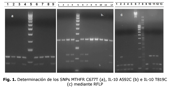 Fig. 1. Determinación de los SNPs MTHFR C677T (a), IL-10 A592C (b) e IL-10 T819C (c) mediante RFLP
