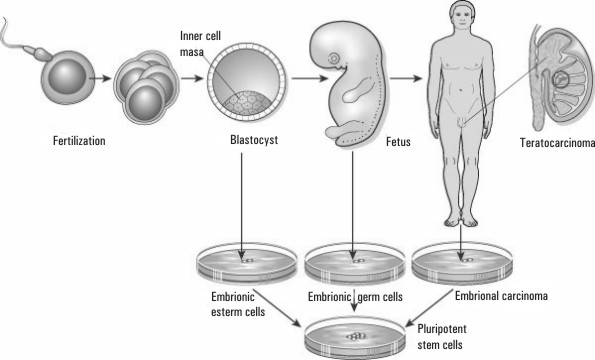 Células madre: un nuevo concepto de medicina