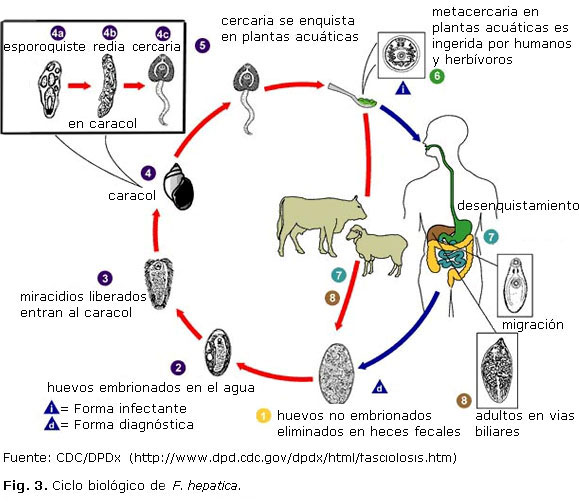 fascioliasis epidemiológia parazita tápláléklánc
