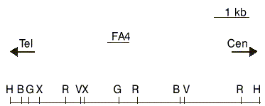 FIG. 1. Mapa de restricción parcial del locus MLL con la localización de la sonda FA4 usada