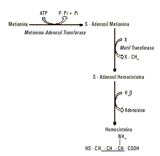 Fig. 1. Formación de homocisteína a partir de metionina.