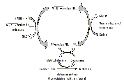 Fig. 2. Recuperación de metionina por la vía de remetilación.