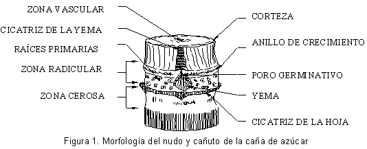 Figura 1. Morfología del nudo y cañuto de la caña de azúcar