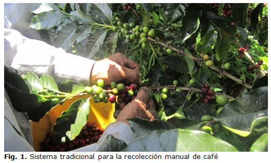 Fig. 1. Sistema tradicional para la recolección manual de café