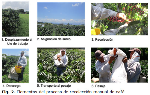 Fig. 2. Elementos del proceso de recolección manual de café