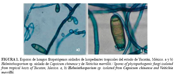 morfológia helminthosporium sp)