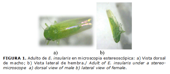 FIGURA 1. Adulto de E. insularis en microscopia estereoscópica: a) Vista dorsal de macho; b) Vista lateral de hembra./ Adult of E. insularis under a stereo-microscope a) dorsal view of male b) lateral view of female.