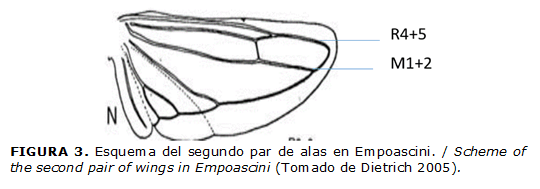FIGURA 3. Esquema del segundo par de alas en Empoascini. / Scheme of the second pair of wings in Empoascini (Tomado de Dietrich 2005).