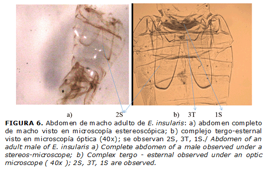 FIGURA 6. Abdomen de macho adulto de E. insularis: a) abdomen completo de macho visto en microscopía estereoscópica; b) complejo tergo-esternal visto en microscopía óptica (40x); se observan 2S, 3T, 1S./ Abdomen of an adult male of E. insularis a) Complete abdomen of a male observed under a stereos-microscope; b) Complex tergo - esternal observed under an optic microscope ( 40x ); 2S, 3T, 1S are observed.