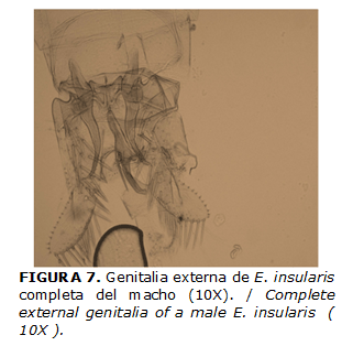 FIGURA 7. Genitalia externa de E. insularis completa del macho (10X). / Complete external genitalia of a male E. insularis ( 10X ).