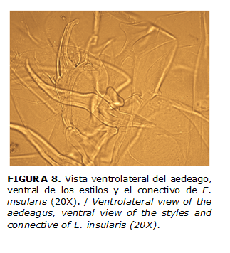 FIGURA 8. Vista ventrolateral del aedeago, ventral de los estilos y el conectivo de E. insularis (20X). / Ventrolateral view of the aedeagus, ventral view of the styles and connective of E. insularis (20X).