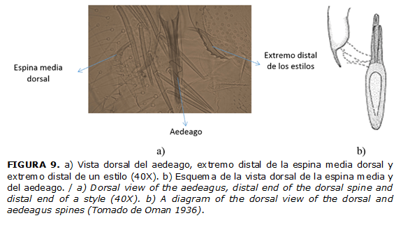 FIGURA 9. a) Vista dorsal del aedeago, extremo distal de la espina media dorsal y extremo distal de un estilo (40X). b) Esquema de la vista dorsal de la espina media y del aedeago. / a) Dorsal view of the aedeagus, distal end of the dorsal spine and distal end of a style (40X). b) A diagram of the dorsal view of the dorsal and aedeagus spines (Tomado de Oman 1936).