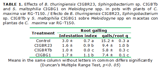 TABLE 1. Effects of B. thuringiensis CIGBR23, Sphingobacterium sp. CIGBTb and S. maltophilia CIGBG1 on Meloidogyne spp. in pots with plants of C. maxima var RG-T150. / Efecto de B. thuringiensis CIGBR23, Sphingobacterium sp. CIGBTb y S. maltophilia CIGBG1 sobre Meloidogyne spp en macetas con plantas de C. maxima var RG-T150.