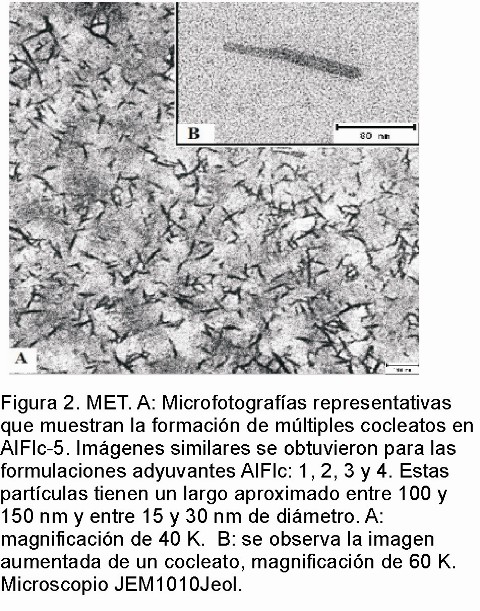 Protección contra la infección letal conferida en hamsters por las